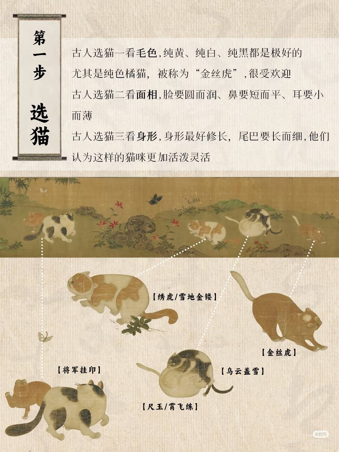 中华田园猫