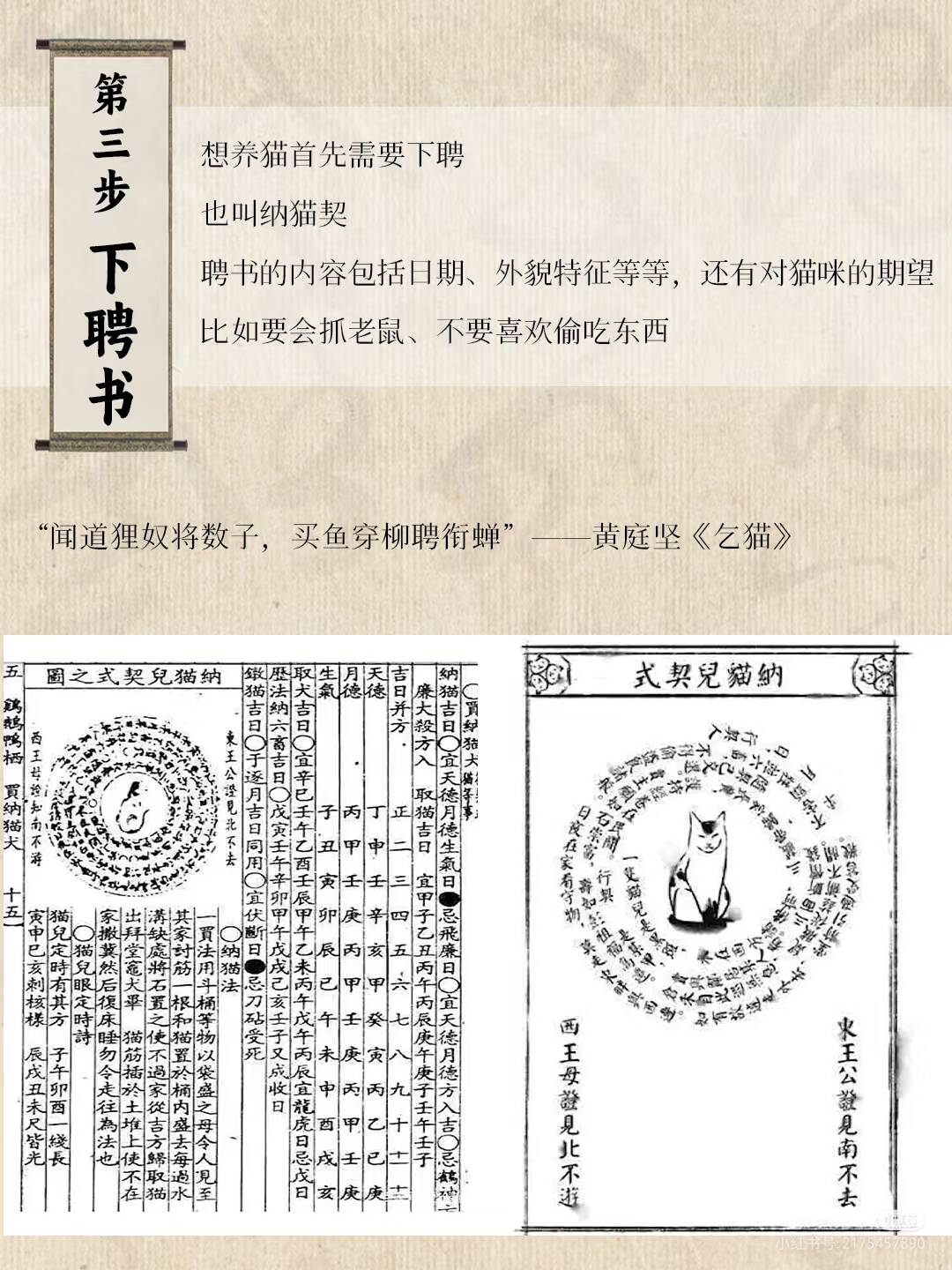 中华田园猫