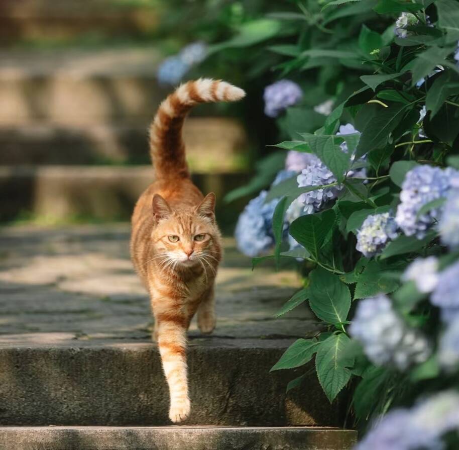 中华田园猫
