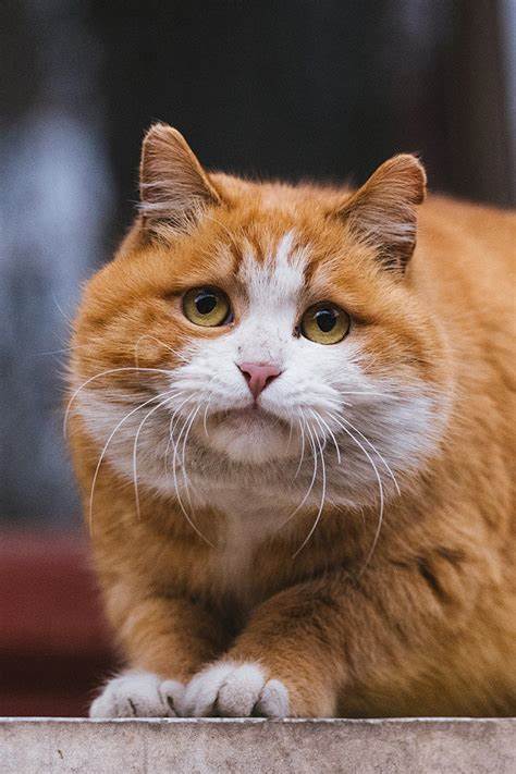 橘猫