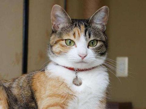 三花猫