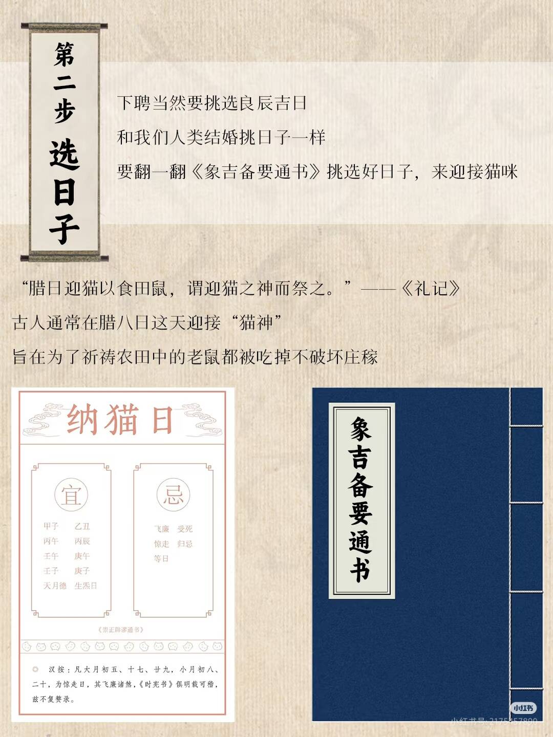中华田园猫