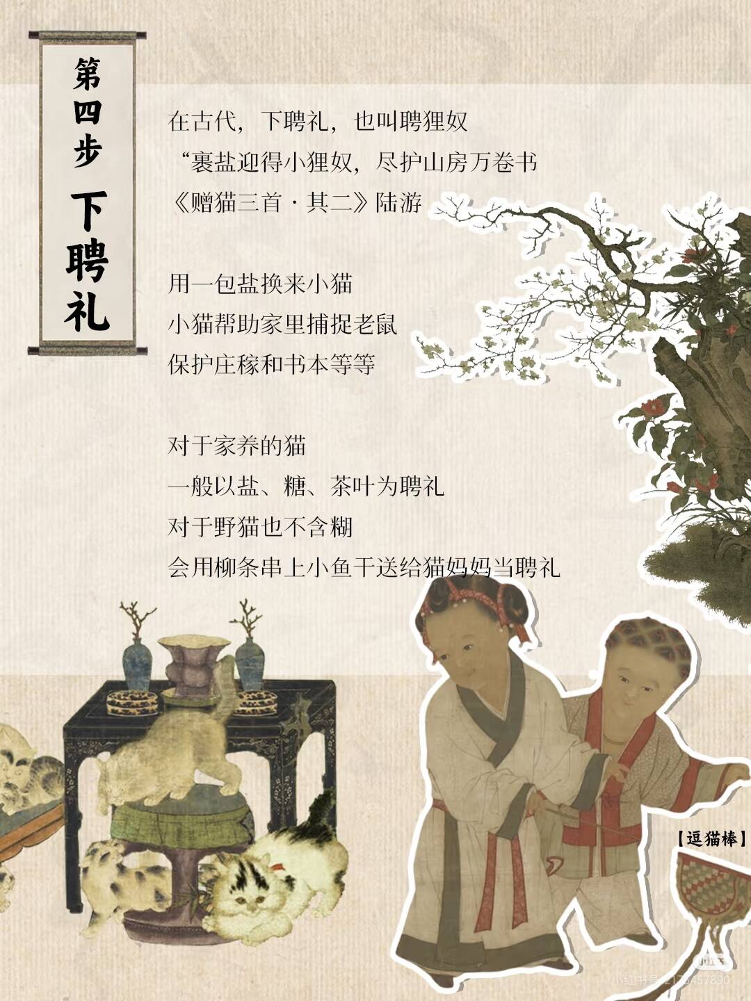 中华田园猫