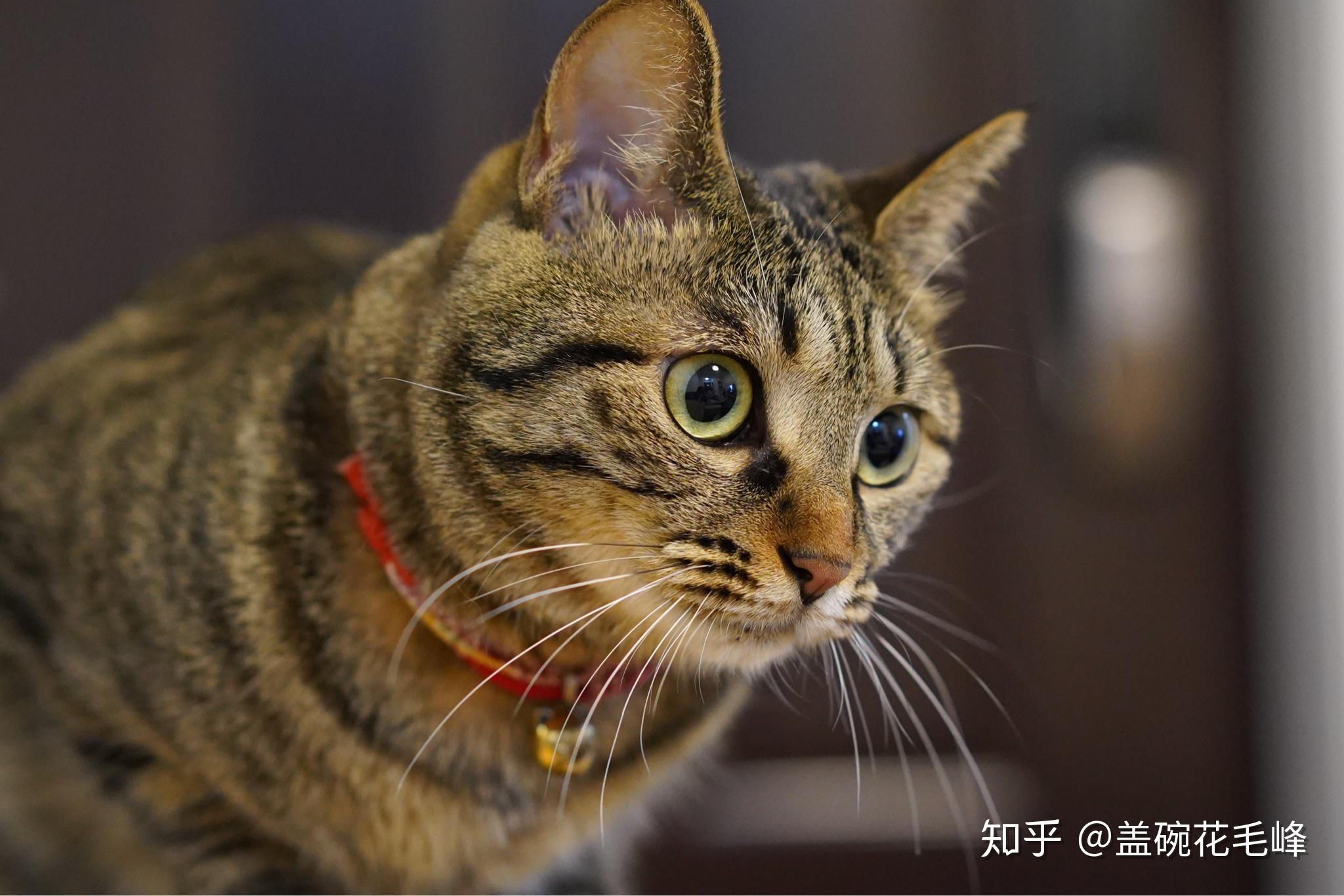 狸花猫