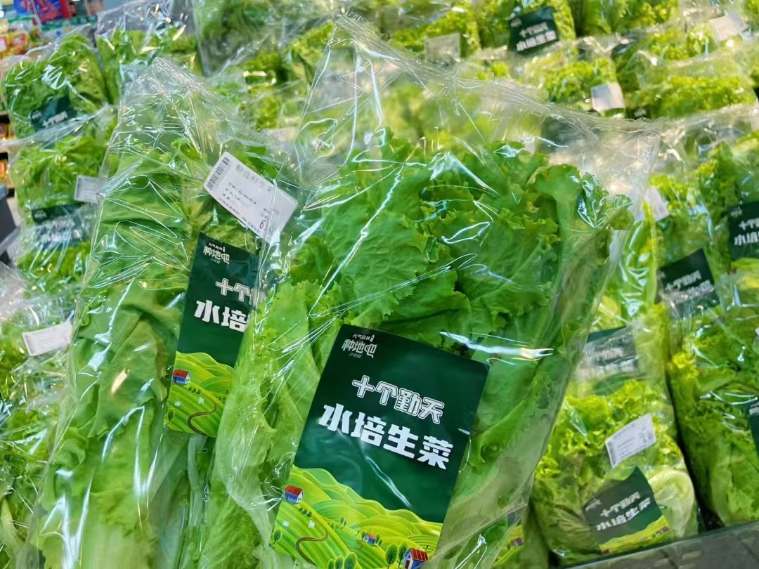 水培生菜